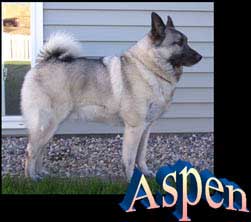 Aspen