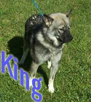 viking.jpg (23k)