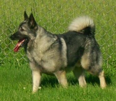 Toby